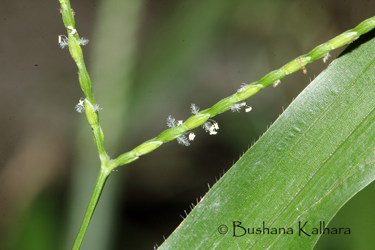 Axonopus compressus (Sw.) P.Beauv.